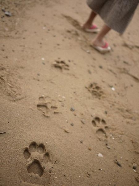 Leave Monster's Footprints with Kiko+ Ashiato Sandals