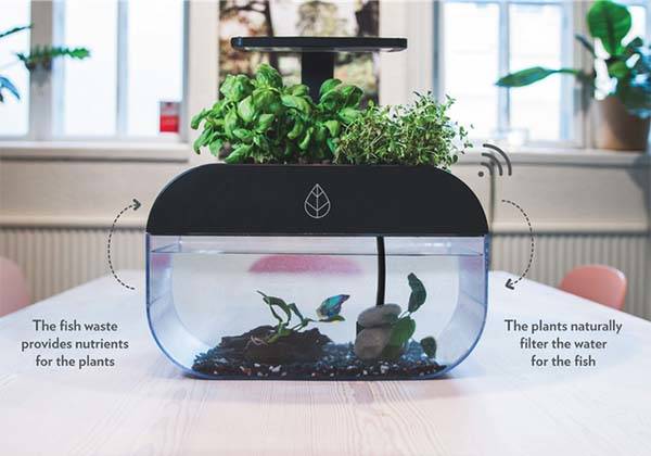 EcoGarden Smart Aquarium with Mini Indoor Garden Forms Interactive Ecosystem